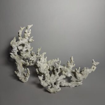 Bleached Branch Coral