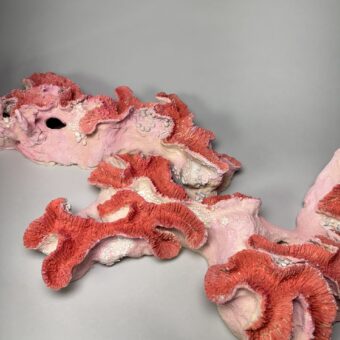 Agariasia Agaricites (Lettuce Coral)