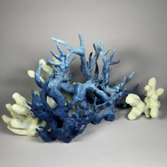 Acropora Abrolhosensis (Branch Coral)